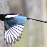 ムーサ（詩神）に負けてカササギになったピエロスの娘たち