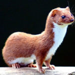 ヘラクレスの母アルクメネと［イタチ］になったガランティス