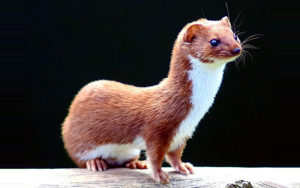 ヘラクレスの母アルクメネと［イタチ］になったガランティス