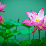 ドリュオペとローティス、蓮の花に変身した人間とニンフ