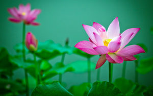 ドリュオペとローティス、蓮の花に変身した人間とニンフ