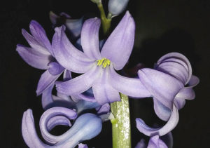 【ヒュアキントス】ヒヤシンスの花に「αι αι」と記された印？