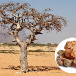 父キニュラス王と娘ミュラ①