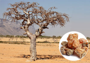 父キニュラス王と娘ミュラ①