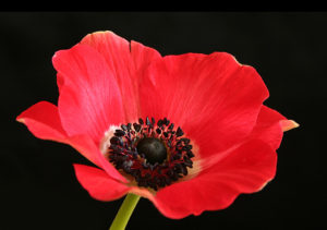 【アネモネの花】美少年アドニスと美の女神ウェヌス（アフロディテ）