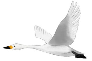 アキレウスとネプトゥヌス（ポセイドン）の息子キュクノス、白鳥に変身